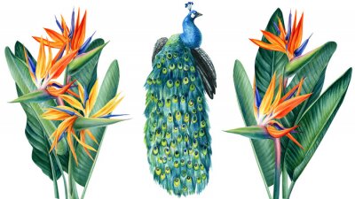 Papier peint  set of tropical plants, flowers and peacock on white background, watercolor hand drawing, leaves of palms, strelitzia
