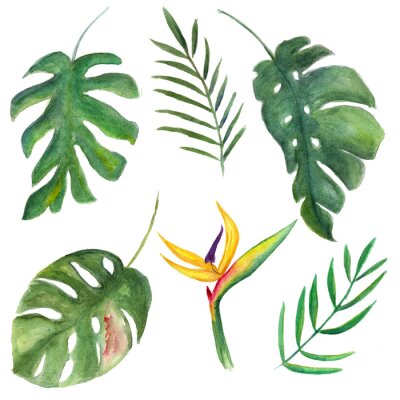 Papier peint  set of tropical plants, Strelitzia, monstera leaves on an isolated white background, watercolor illustration, hand drawing, botanical painting