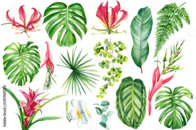 Papier peint  Set of tropical plants, tropical plants, palm leaves, monstera, calathea, strelitzia, plumeria, fern, lilies, bromeliad flowers on white background,  watercolor, hand drawing.