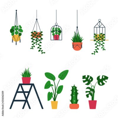 Papier peint  Set of various indoor ornamental potted houseplants : monstera, pilea, calathea lancifolia, cactus, string of pearls, strelitzia, planthanger. Standing and hanging green terrarium.Vector
