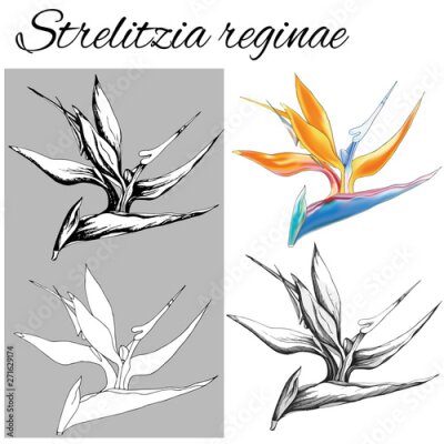 Papier peint  Set of vector contour flowers on a white background. Strelitzia reginae. Sketches of isolated flowers drawn by ink. Outline clipart for summer design and coloring.