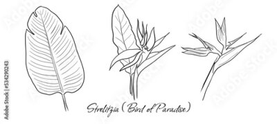 Papier peint  Set of vector handdrawn Strelitzia (Bird of Paradise Flower/Plant) leaves and flowers on white background.