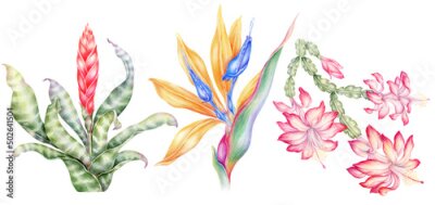 Papier peint  Set of vintage tropical flowers isolated on white background. Botanical watercolor illustration. Exotic floral nature strelitzia, schlumbergera, vriesea. Ideal for wedding invitation and cards
