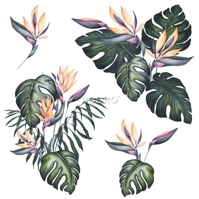 Papier peint  Set of Watercolor Bouquets with Strelitzia