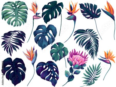 Papier peint  Set of watercolor deep blue and green monstera leaves and colorful strelitzia and protea flowers