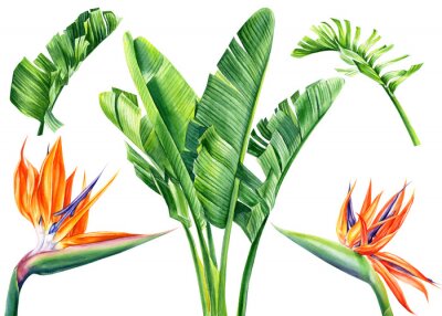 Papier peint  set of watercolor flowers and leaves strelitzia on an isolated white background, botanical illustration, tropical leaves
