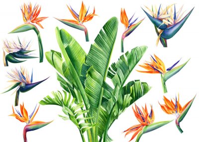 Papier peint  set of watercolor flowers and leaves strelitzia on an isolated white background, botanical illustration, tropical leaves