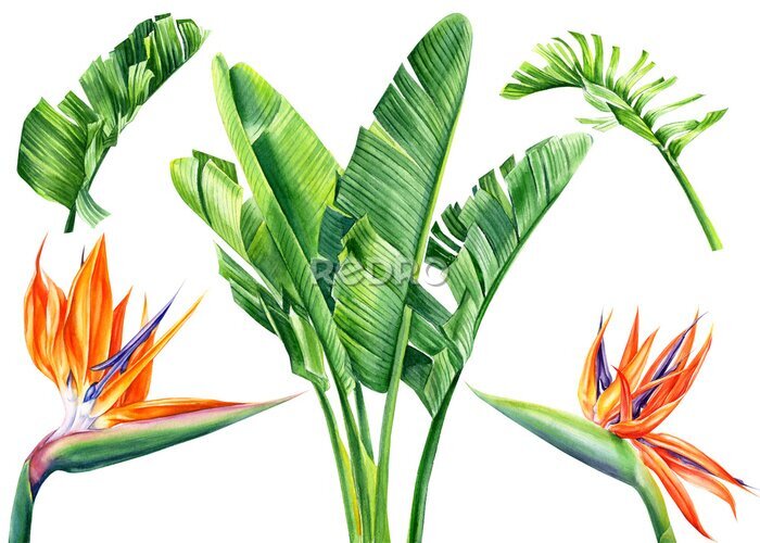 Papier peint  set of watercolor flowers and leaves strelitzia on an isolated white background, botanical illustration, tropical leaves