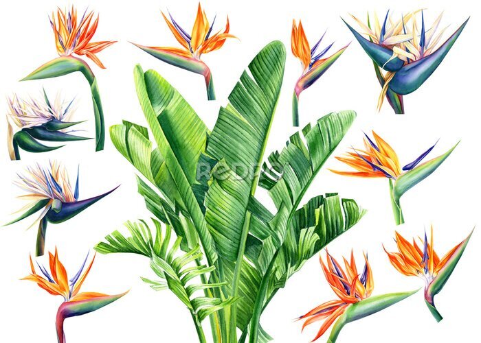 Papier peint  set of watercolor flowers and leaves strelitzia on an isolated white background, botanical illustration, tropical leaves