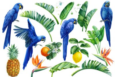 Papier peint  Set of watercolor hand drawn tropical birds, parrots, fruits lemons, oranges, pineapple, palm leaves, strelitzia flowers on an isolated transparent background, watercolor illustration