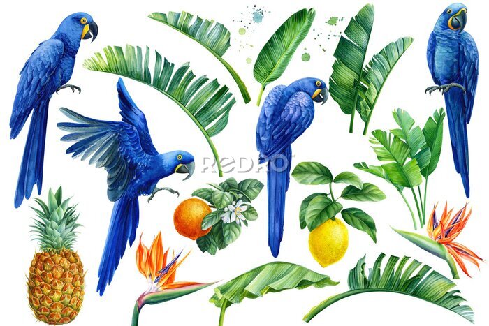 Papier peint  Set of watercolor hand drawn tropical birds, parrots, fruits lemons, oranges, pineapple, palm leaves, strelitzia flowers on an isolated transparent background, watercolor illustration