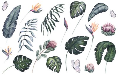 Papier peint  Set of Watercolor Palm and Monstera Leaves, Strelitzia, Protea and Butterflies