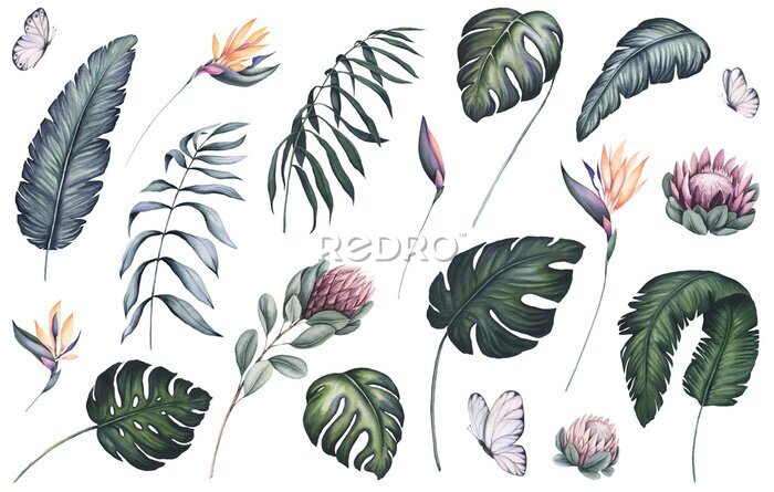 Papier peint  Set of Watercolor Palm and Monstera Leaves, Strelitzia, Protea and Butterflies