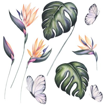 Papier peint  Set of Watercolor Strelitzia Flowers and Monstera Leaves