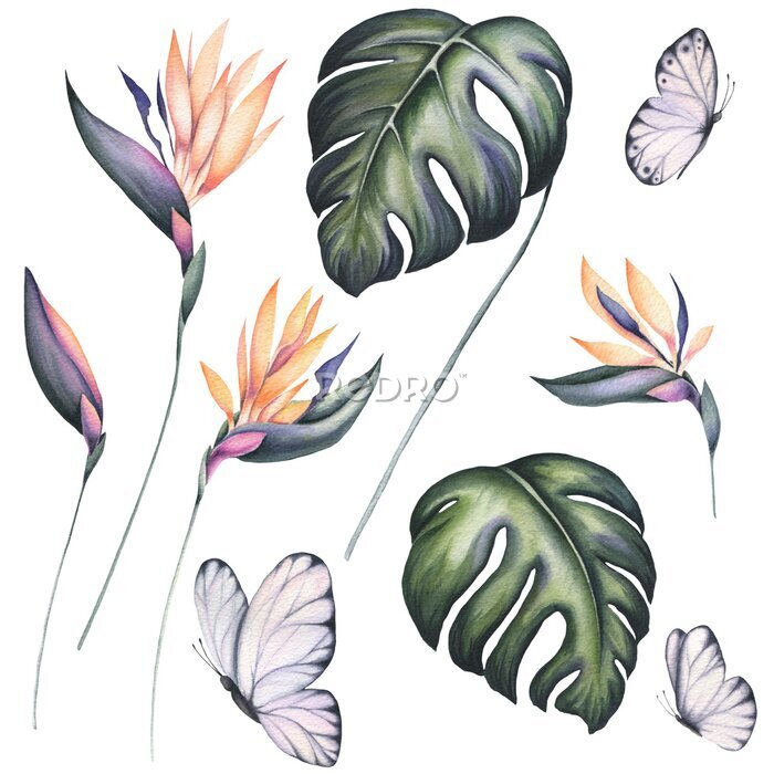 Papier peint  Set of Watercolor Strelitzia Flowers and Monstera Leaves