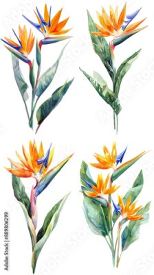 Papier peint  Set Of Watercolor Strelitzia Reginae Flower Isolated on Transparent Background