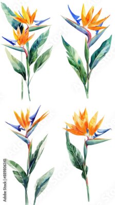 Papier peint  Set Of Watercolor Strelitzia Reginae Flower Isolated on Transparent Background