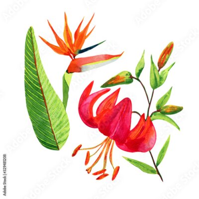 Papier peint  Set of watercolor tropical flowers, strelitzia, bird of paradise, lily. Isolated on white.