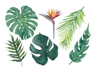 Papier peint  Set of watercolor tropical leaves and strelitzia flower on a white background. Exotic monstera leaves, palm trees, strelitzia. Isolated elements for decoration and design.