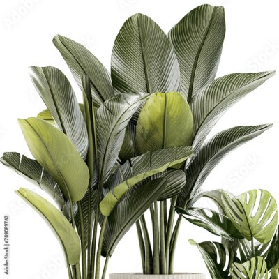 Papier peint  Set Of White Modern Potted Strelitzia Monstera  isolated on white background 
