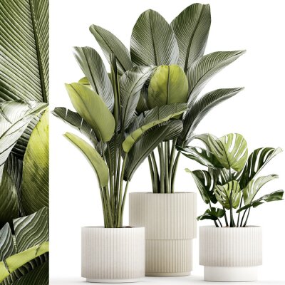 Papier peint  Set Of White Modern Potted Strelitzia Monstera  isolated on white background 