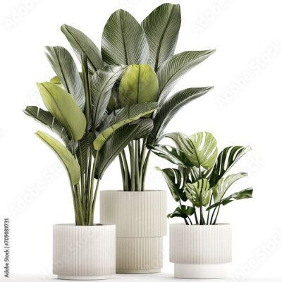 Papier peint  Set Of White Modern Potted Strelitzia Monstera  isolated on white background 