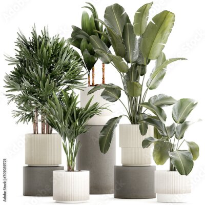 Papier peint  Set Of White Modern Potted Strelitzia Monstera  isolated on white background 