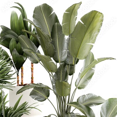Papier peint  Set Of White Modern Potted Strelitzia Monstera  isolated on white background 