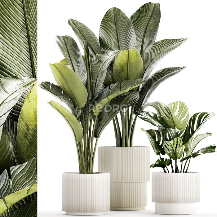 Papier peint  Set Of White Modern Potted Strelitzia Monstera  isolated on white background 