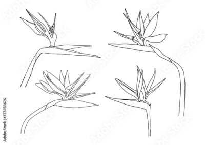 Papier peint  Set Strelitzia reginae tropical south africa flower isolated on white background. Vector illustration.Outline tattoo print,logo.bird of paradise.