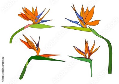 Papier peint  Set strelitzia reginae tropical south africa flowers isolated on white background. vector illustration. bird of paradise.