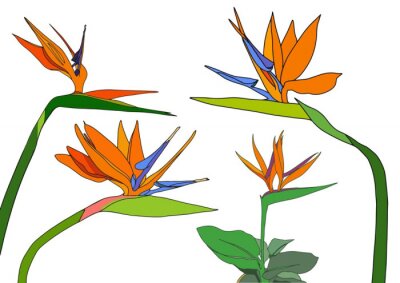 Papier peint  Set strelitzia reginae tropical south africa flowers isolated on white background. vector illustration. bird of paradise.