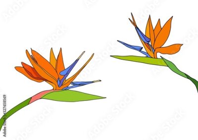 Papier peint  Set strelitzia reginae tropical south africa flowers isolated on white background. vector illustration. bird of paradise.
