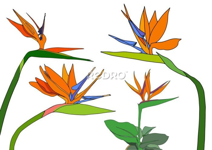 Papier peint  Set strelitzia reginae tropical south africa flowers isolated on white background. vector illustration. bird of paradise.