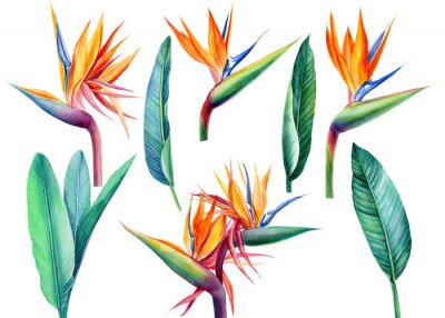 Papier peint  set tropical bright flowers and leaves, paradise flower, strelitzia on white background, watercolor illustration, botanical painting
