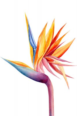 Papier peint  set tropical bright flowers and leaves, paradise flower, strelitzia on white background, watercolor illustration, botanical painting