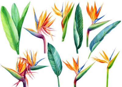 Papier peint  set tropical bright flowers and leaves, paradise flower, strelitzia on white background, watercolor illustration, botanical painting