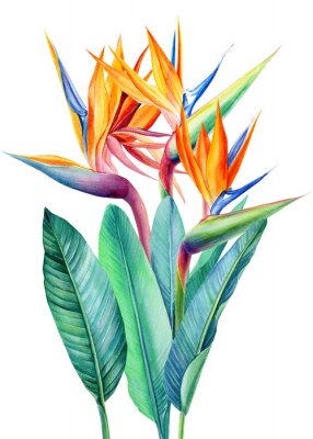 Papier peint  set tropical bright flowers and leaves, paradise flower, strelitzia on white background, watercolor illustration, botanical painting