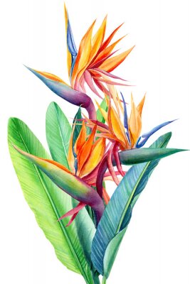Papier peint  set tropical bright flowers and leaves, paradise flower, strelitzia on white background, watercolor illustration, botanical painting