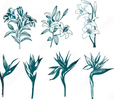 Papier peint  set tropical bright flowers and leaves, paradise flower, strelitzia on white background, watercolor illustration, botanical painting
