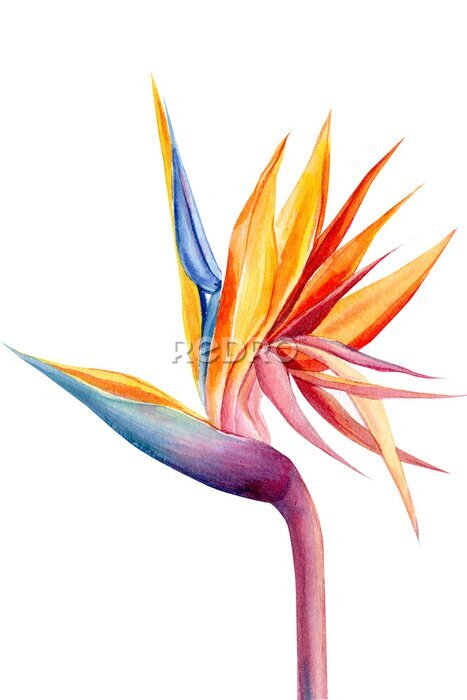 Papier peint  set tropical bright flowers and leaves, paradise flower, strelitzia on white background, watercolor illustration, botanical painting
