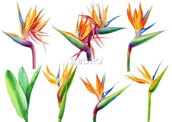 Papier peint  set tropical bright flowers and leaves, paradise flower, strelitzia on white background, watercolor illustration, botanical painting
