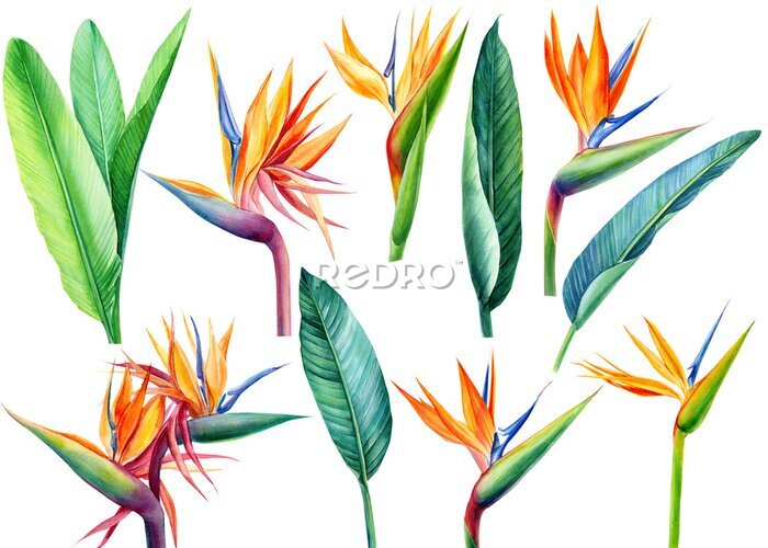 Papier peint  set tropical bright flowers and leaves, paradise flower, strelitzia on white background, watercolor illustration, botanical painting