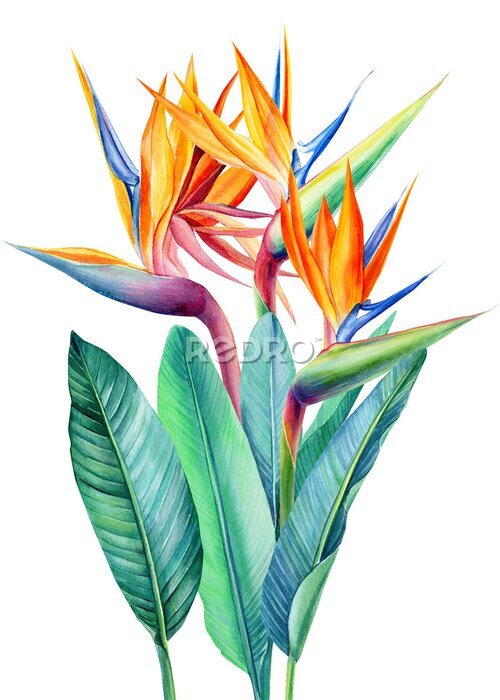 Papier peint  set tropical bright flowers and leaves, paradise flower, strelitzia on white background, watercolor illustration, botanical painting