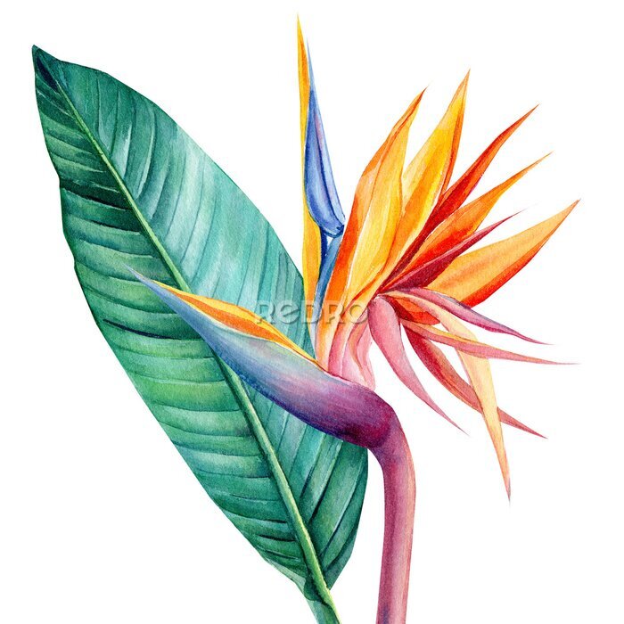 Papier peint  set tropical bright flowers and leaves, paradise flower, strelitzia on white background, watercolor illustration, botanical painting