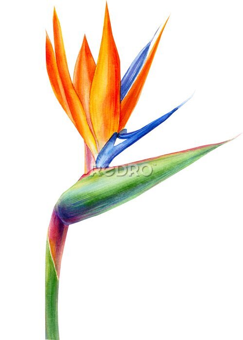 Papier peint  set tropical bright flowers and leaves, paradise flower, strelitzia on white background, watercolor illustration, botanical painting