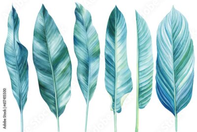 Papier peint  Set tropical bright leaves, paradise leaf strelitzia on white background, watercolor illustration, hand-draw painting