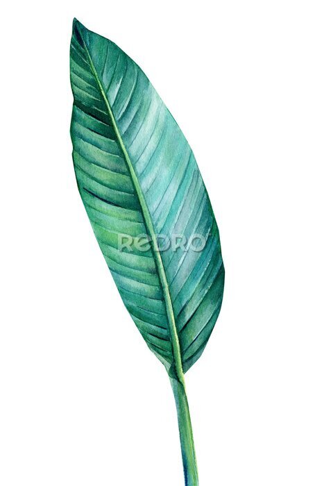 Papier peint  set tropical leaves strelitzia on white background, watercolor illustration, botanical painting