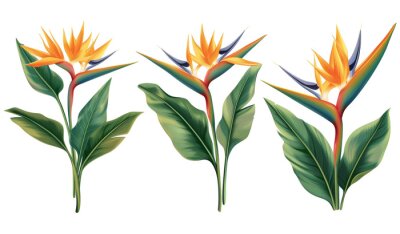 Papier peint  Set with beautiful Bird of Paradise tropical flowers and green leaves