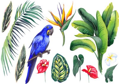 Papier peint  Set with hyacinth blue Macaw, banana leaves, calathea, palm branch, strelitzia, plumeria and red flamingo flowers. Watercolor on white background. Isolated elements for design.